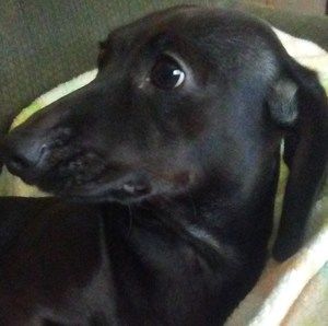 Meet your Posher, Susan